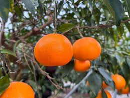 ・ せとかオレンジ 1袋