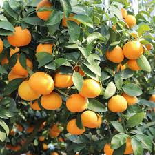 ・ 国産　南津海オレンジ 1パック