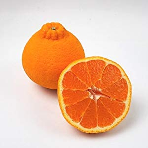 ・ 国内産　しらぬい柑 1パック