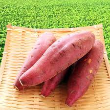 茨城産他 紅はるか 1本